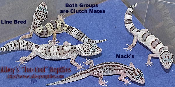 ClutchBoth.jpg