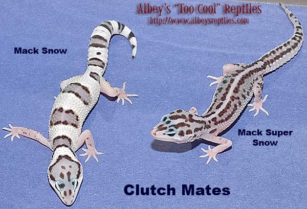 ClutchMack.jpg