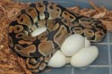 Mom On Eggs
