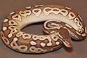 CINLESS11-1