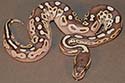 Pre First Shed