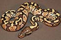 Pre-shed