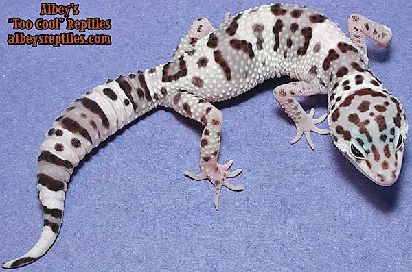 Mack Snow fasciolatis