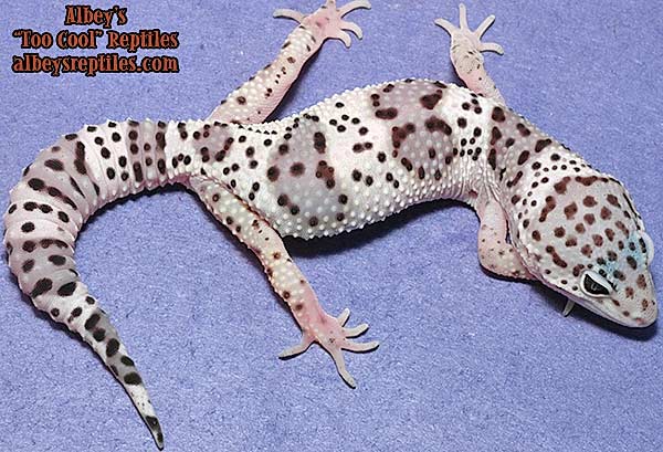 Mack Snow fasciolatis