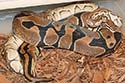 Breeding Picture