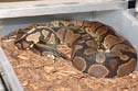 Breeding Picture