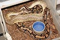 Breeding Picture