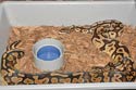 Breeding Picture