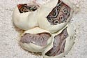 The Eggs Hatching