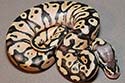 Pre-shed