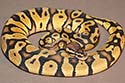Graziani Pastel