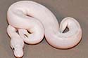 Pre-shed