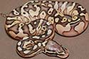 Pre First Shed