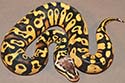 Pastel Specter/Yellow Belly?