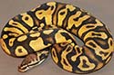 Pastel Specter/Yellow Belly?