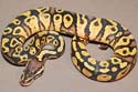 Pastel Yellow Belly