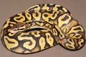Pastel Yellow Belly