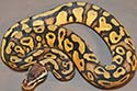 Pastel Yellow Belly