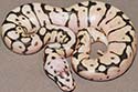 PASTYBSPID10-1
