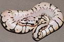 PASTYBSPID10-1