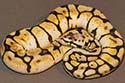 PASTYBSPID10-1