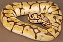 PASTYBSPID10-1
