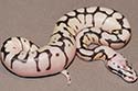 PASTYBSPID10-2