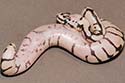 PASTYBSPID10-2