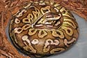 Mom On Eggs