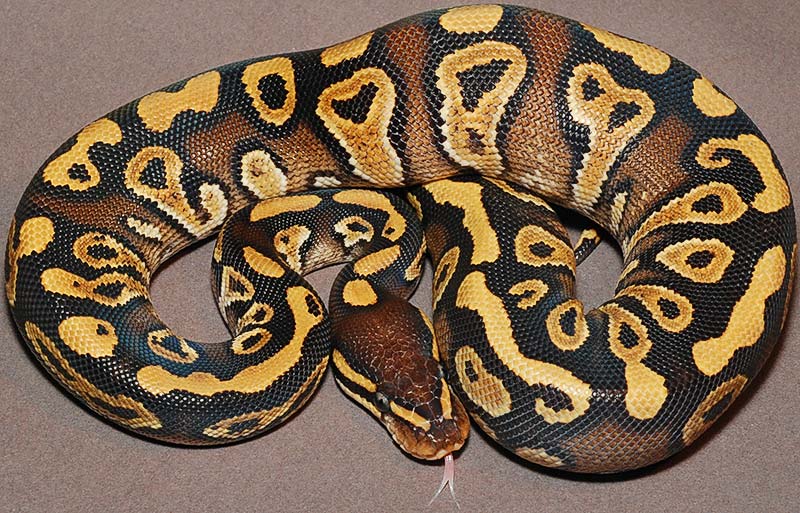 Ball Python Morph Chart