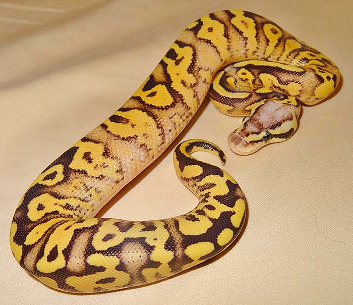 Pastel Sauce Yellow Belly