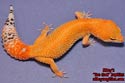 SHTLG05-4