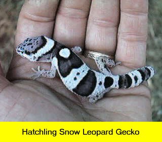 Snow Leo Hatchling