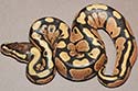 Pre-shed
