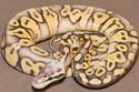 Graziani Super Pastel