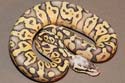 Graziani Super Pastel