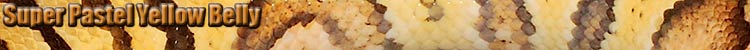Super Pastel Yellow Bellly Display