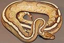 Pre-shed