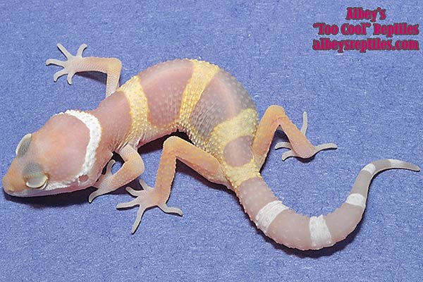 Tremper Albino