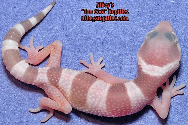 Tremper Albino Mack Snow