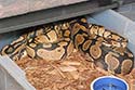 Breeding Picture