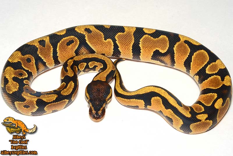 Available Ball Pythons