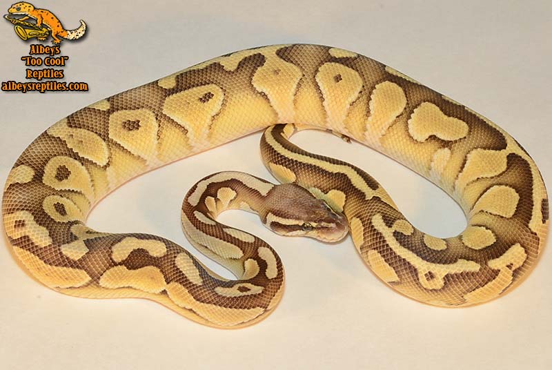 Available Ball Pythons