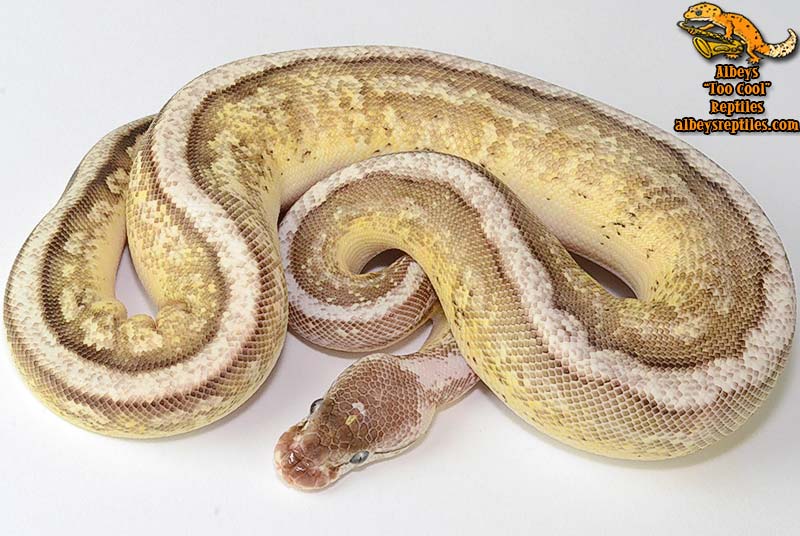 Available Ball Pythons