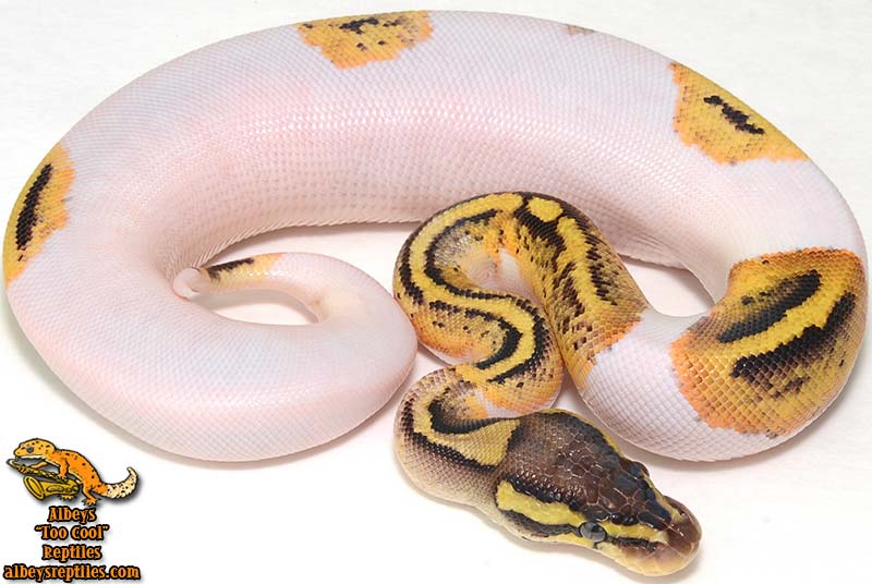 Available Ball Pythons