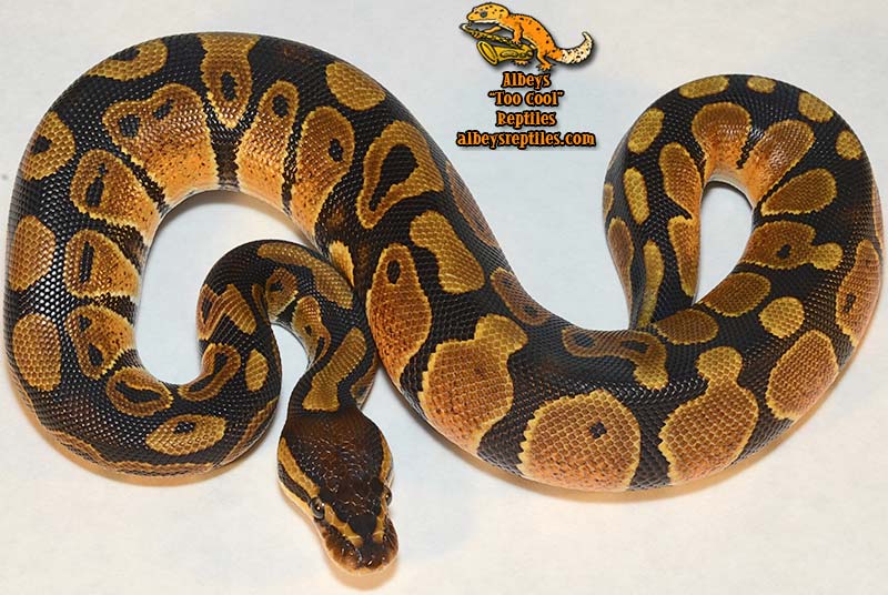 Available Ball Pythons